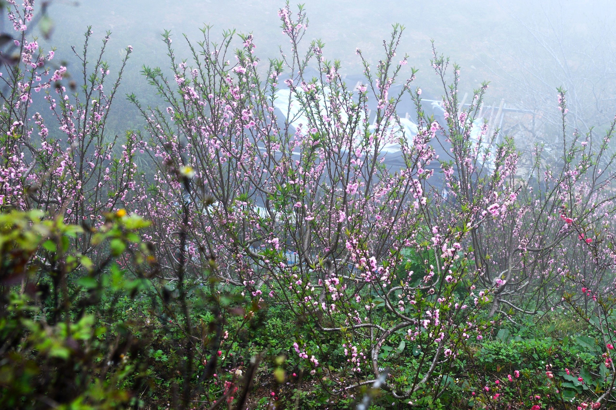 Sinh trưởng ở độ cao gần 2.000m, quanh năm mây mù, sương phủ, đào đá Sa Pa mang thân cành xù xì, phủ rêu, dáng thế cổ kính - nét đẹp rất riêng khiến người chơi đào ở miền xuôi đặc biệt ưa chuộng mỗi dịp Tết.