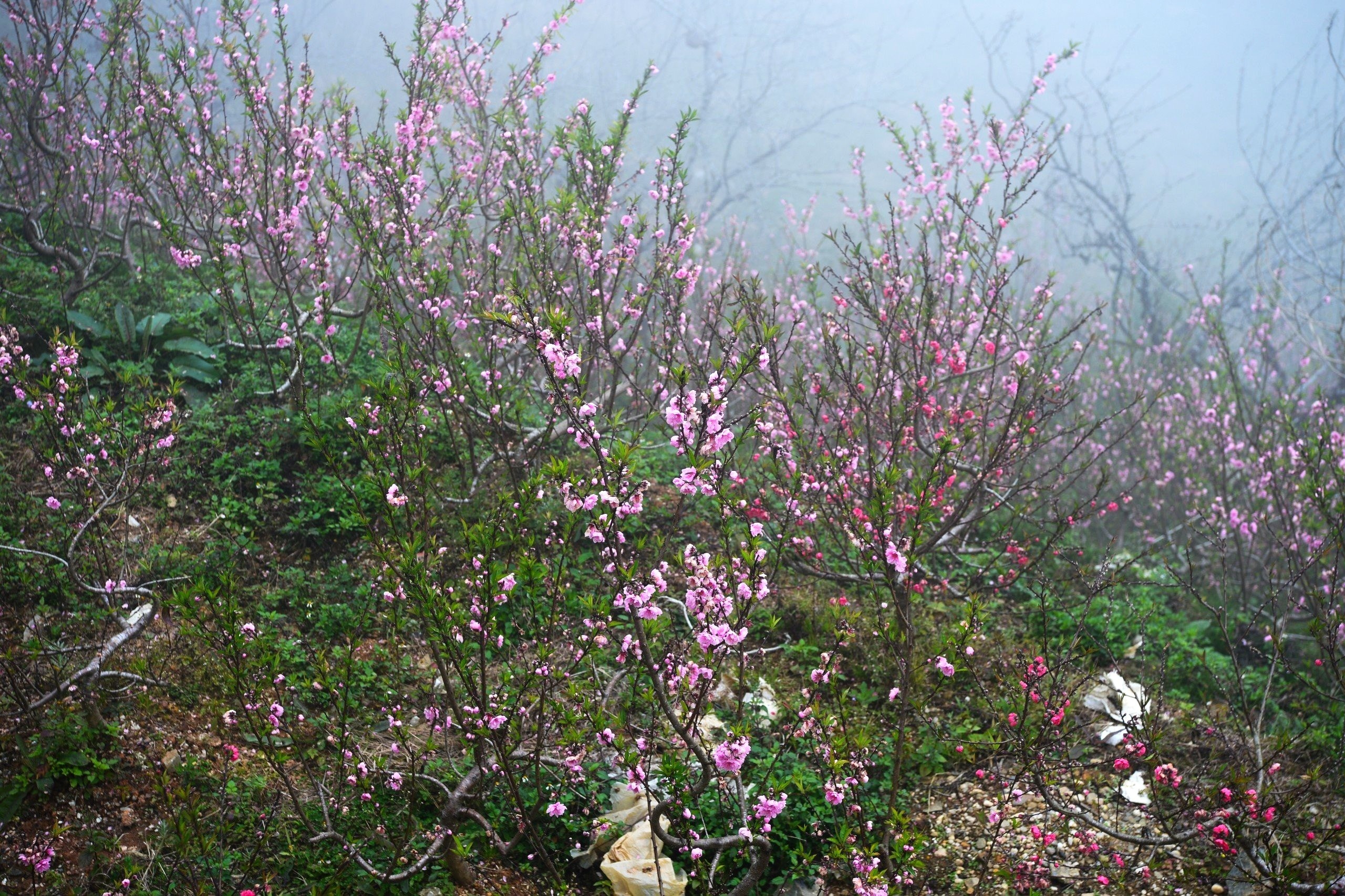 Theo một lãnh đạo UBND phường Sa Pa (Lào Cai), địa phương đang tăng cường hướng dẫn kỹ thuật, hỗ trợ giống, vật tư, đẩy mạnh quảng bá - tiêu thụ sản phẩm, từng bước xây dựng thương hiệu Đào Sa Pa gắn với du lịch và bảo tồn bản sắc văn hóa vùng cao.