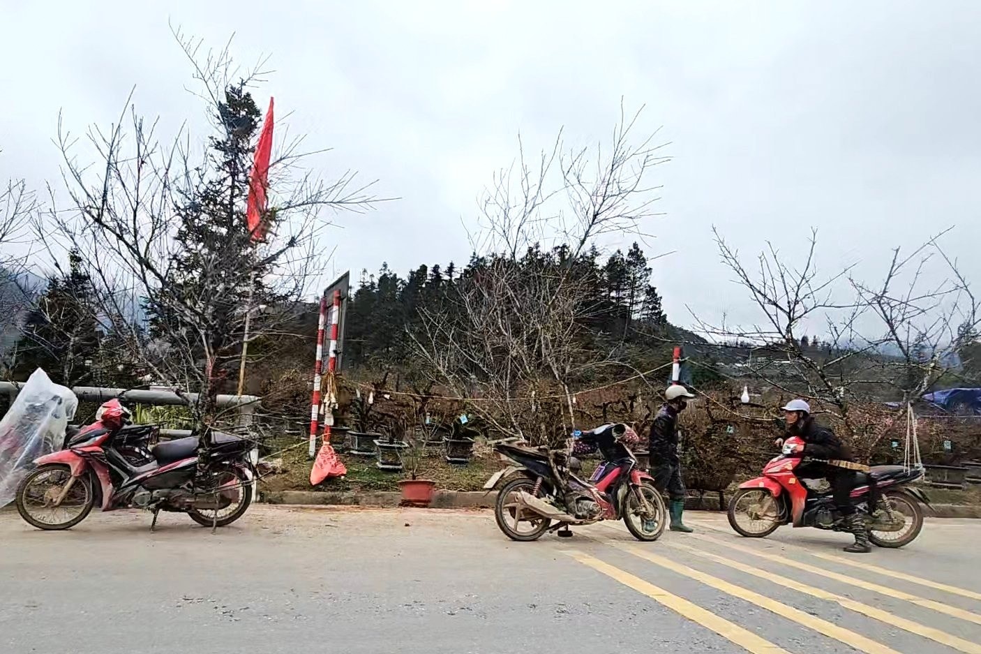 Dưới chân đèo Ô Quy Hồ, khu vực ngã ba Quốc lộ 4D (xã Tả Phìn) những ngày giáp Tết trở nên nhộn nhịp hơn bao giờ hết. Xe máy chở đào dọc hai bên đường; người bán là đồng bào Mông, Dao, người mua là khách du lịch và thương lái từ Hà Nội, Hải Phòng, Bắc Ninh.