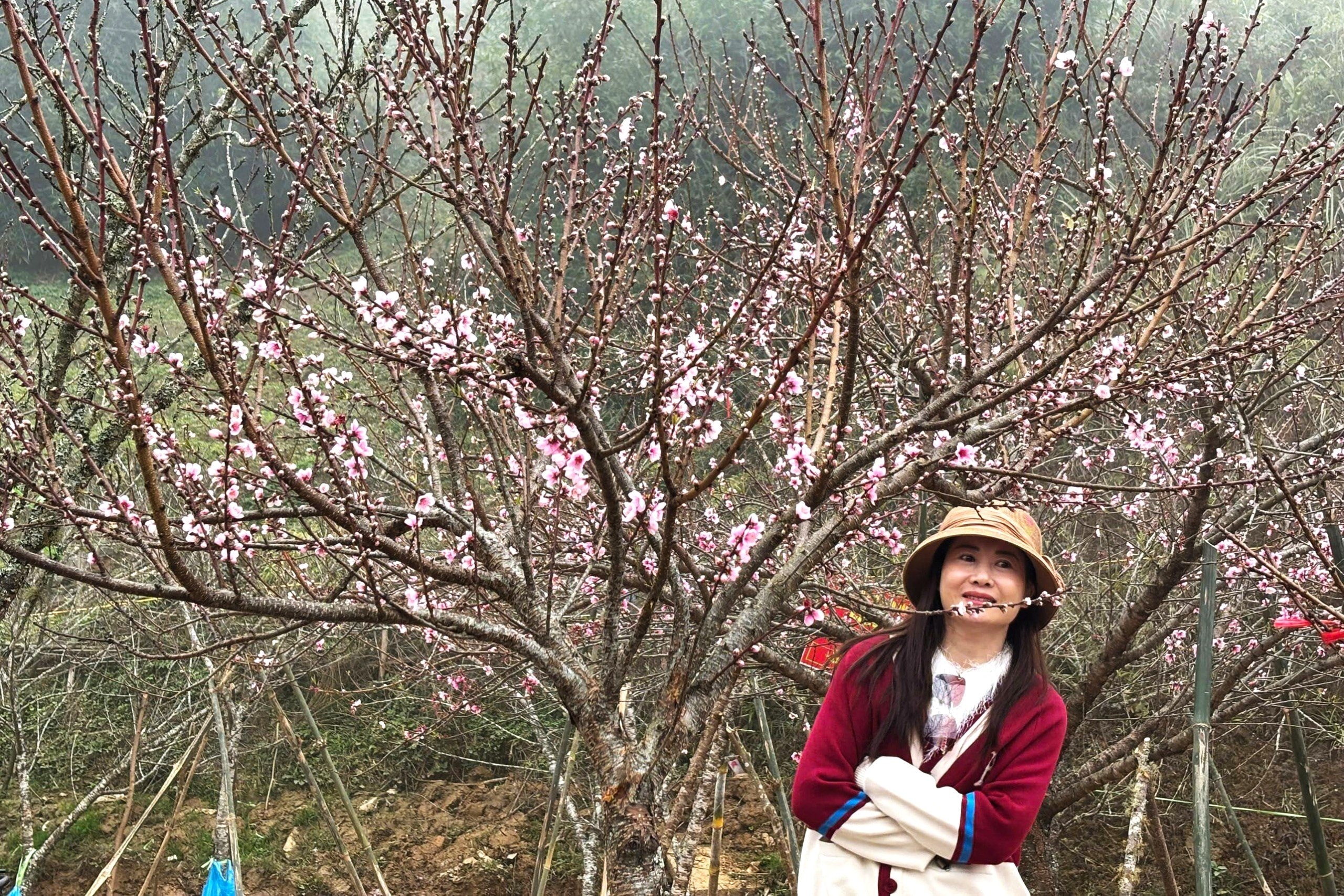 Nhiều du khách đi ngang qua quốc lộ 4D, tranh thủ chụp ảnh kỷ niệm với đào rừng Sa Pa.