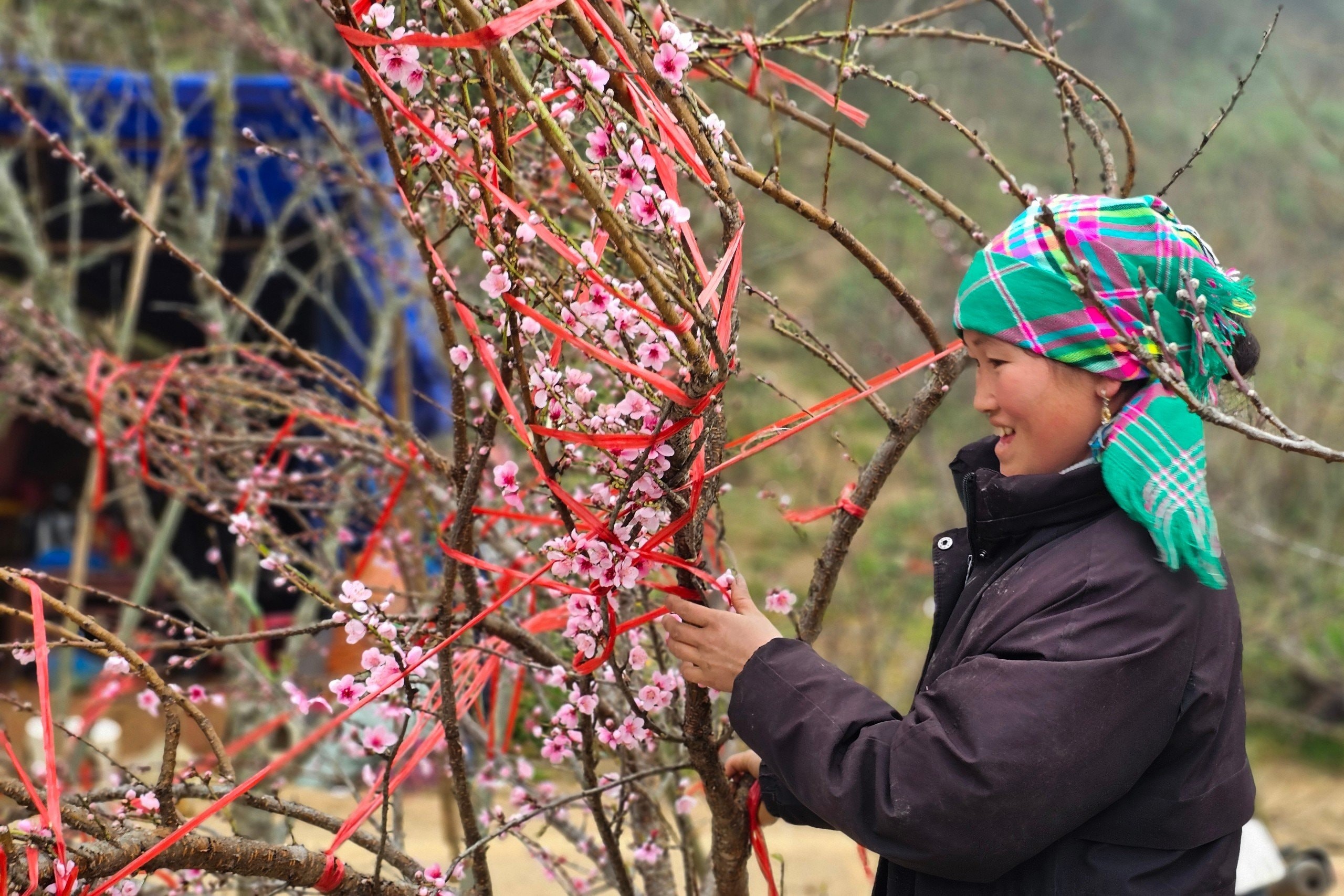 Phụ nữ, người già bó đào thuê, mỗi ngày kiếm vài trăm nghìn đồng để sắm sửa Tết.