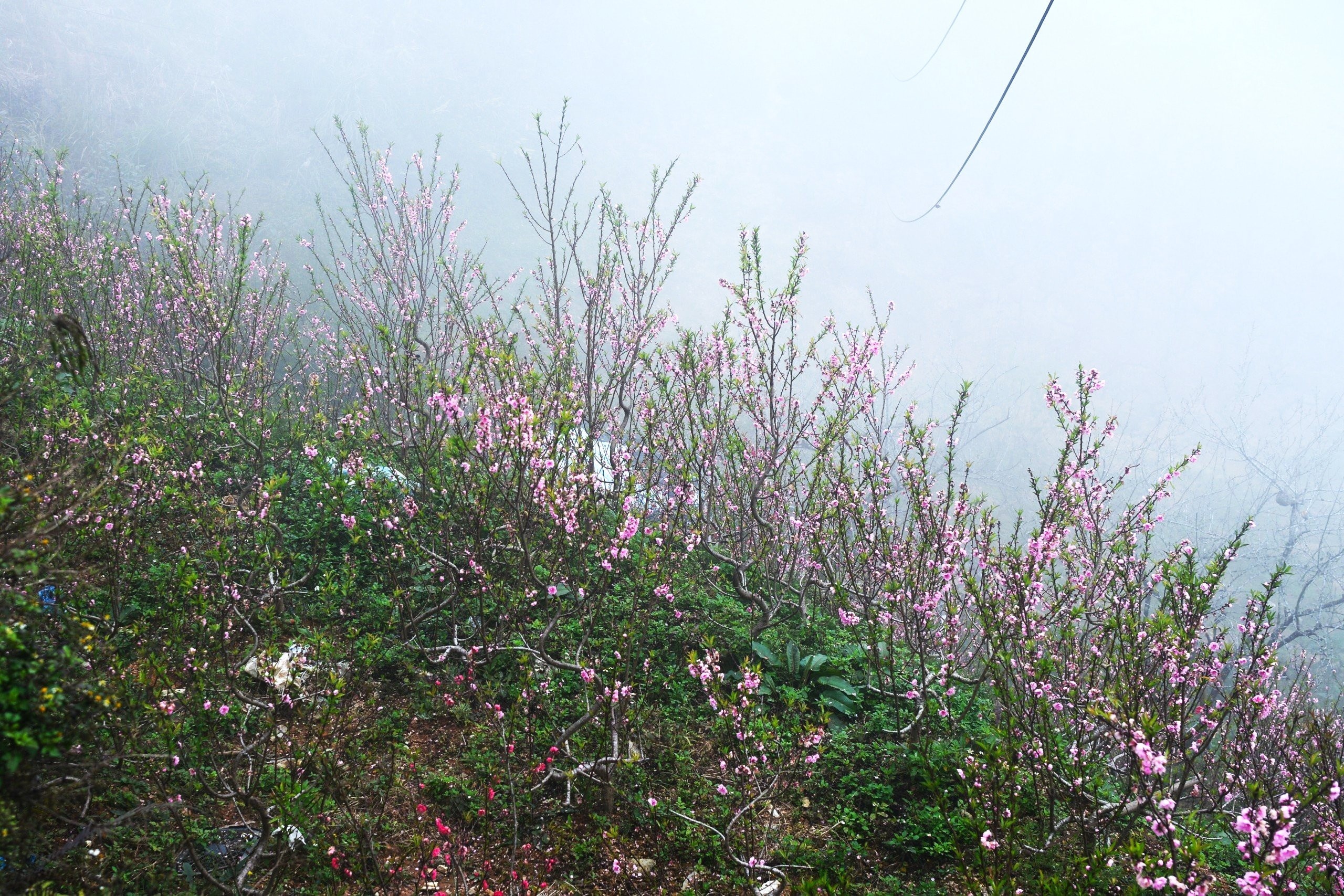 Với người dân vùng cao, chợ đào không chỉ là nơi buôn bán mà còn là sinh kế.