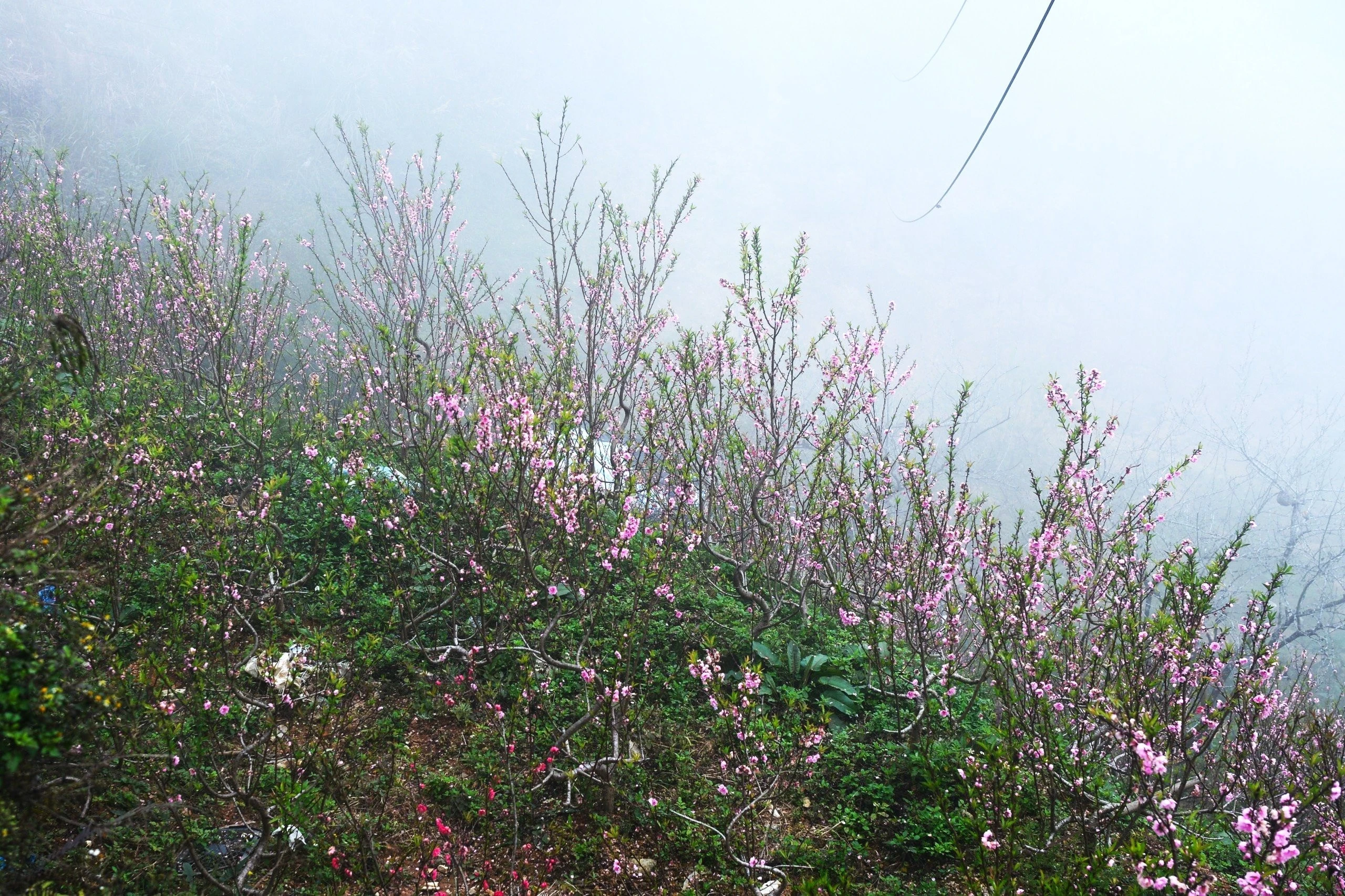 Với người dân vùng cao, chợ đào không chỉ là nơi buôn bán mà còn là sinh kế.
