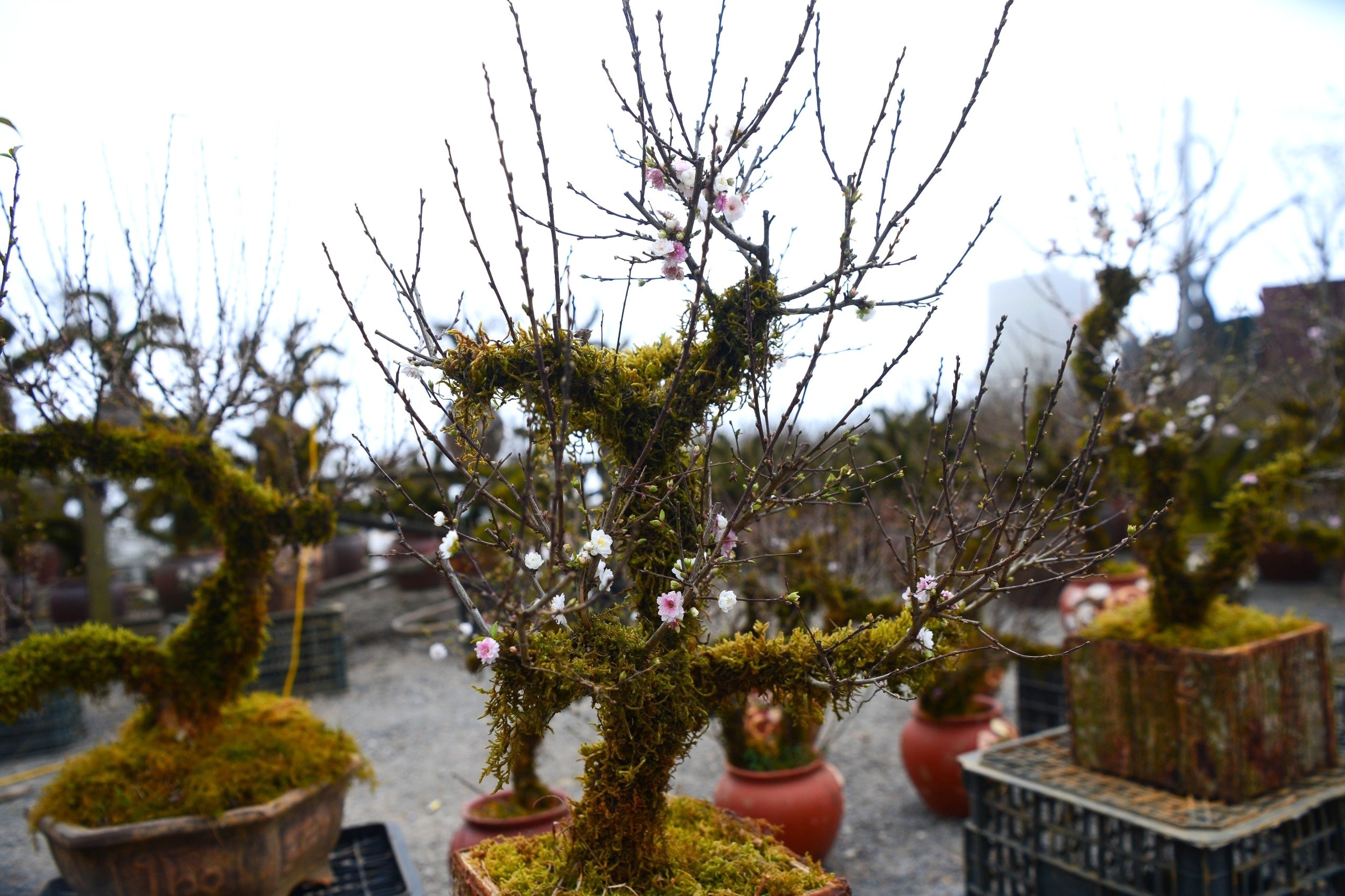 "Trước đây, chúng tôi trồng ngô, lúa chỉ đủ ăn, đào chủ yếu lấy quả nên giá trị thấp. Vài năm gần đây, nhu cầu chơi đào Tết tăng, người dân chuyển sang trồng đào cảnh; một cây đẹp có thể bán bằng cả vụ đào lấy quả", anh Sì chia sẻ thêm.
