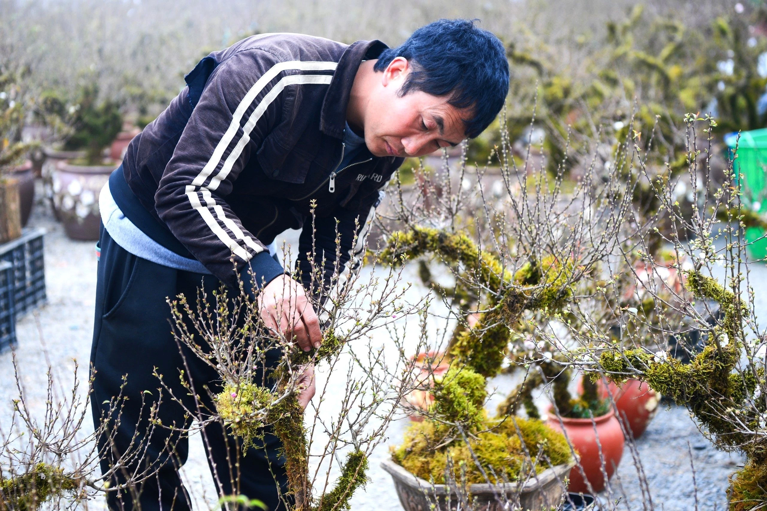 Nhờ trồng đào cảnh, nhiều hộ dân có thu nhập khá mỗi vụ Tết. Gia đình anh Chảo Láo Sì (người Dao, xã Tả Phìn) trồng đa dạng các loại đào phai, đào bích, đào thất thốn và một số gốc nhất chi mai.