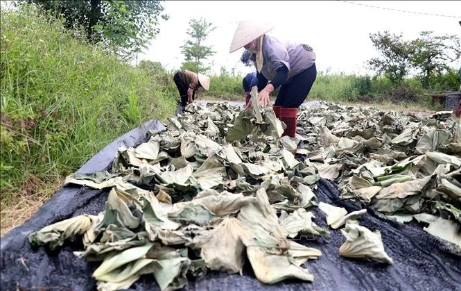 Trồng cây dược liệu là hướng đi mới với nhiều nông dân ở Hưng Yên. Ảnh minh họa: Thu Hoài/TTXVN