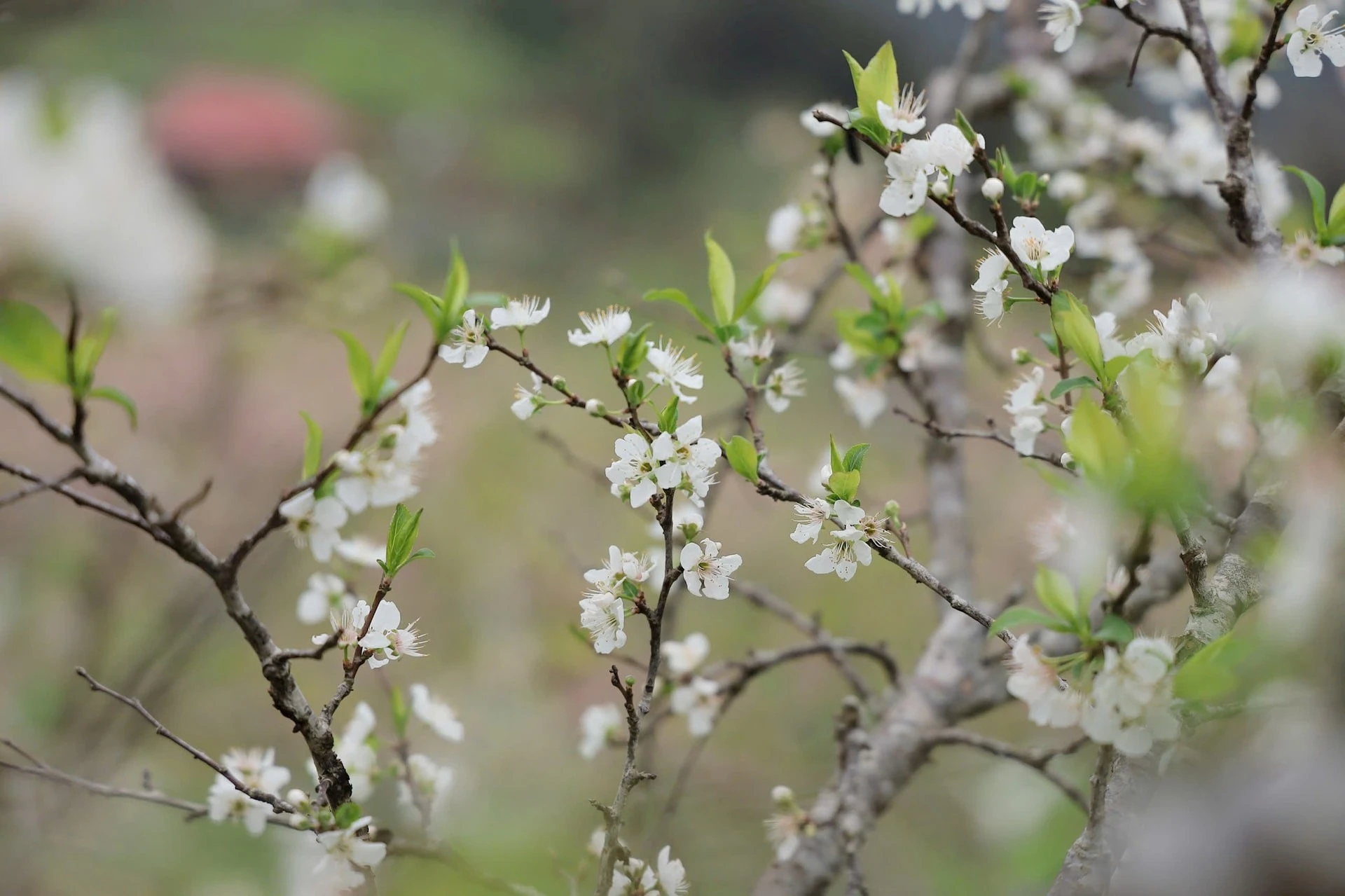 Đặc biệt, mùa xuân ở Bắc Hà còn là những mùa hoa nối tiếp mùa hoa. Hiếm có nơi nào ở vùng miền núi phía Bắc lại có đến tận 2 mùa hoa mận như Bắc Hà, khi những vườn mận Tam Hoa đã đâm chồi, hoa đã tàn thì các vườn mận Tả Van lại bung nở tạo thành mỹ danh Cao nguyên Trắng.