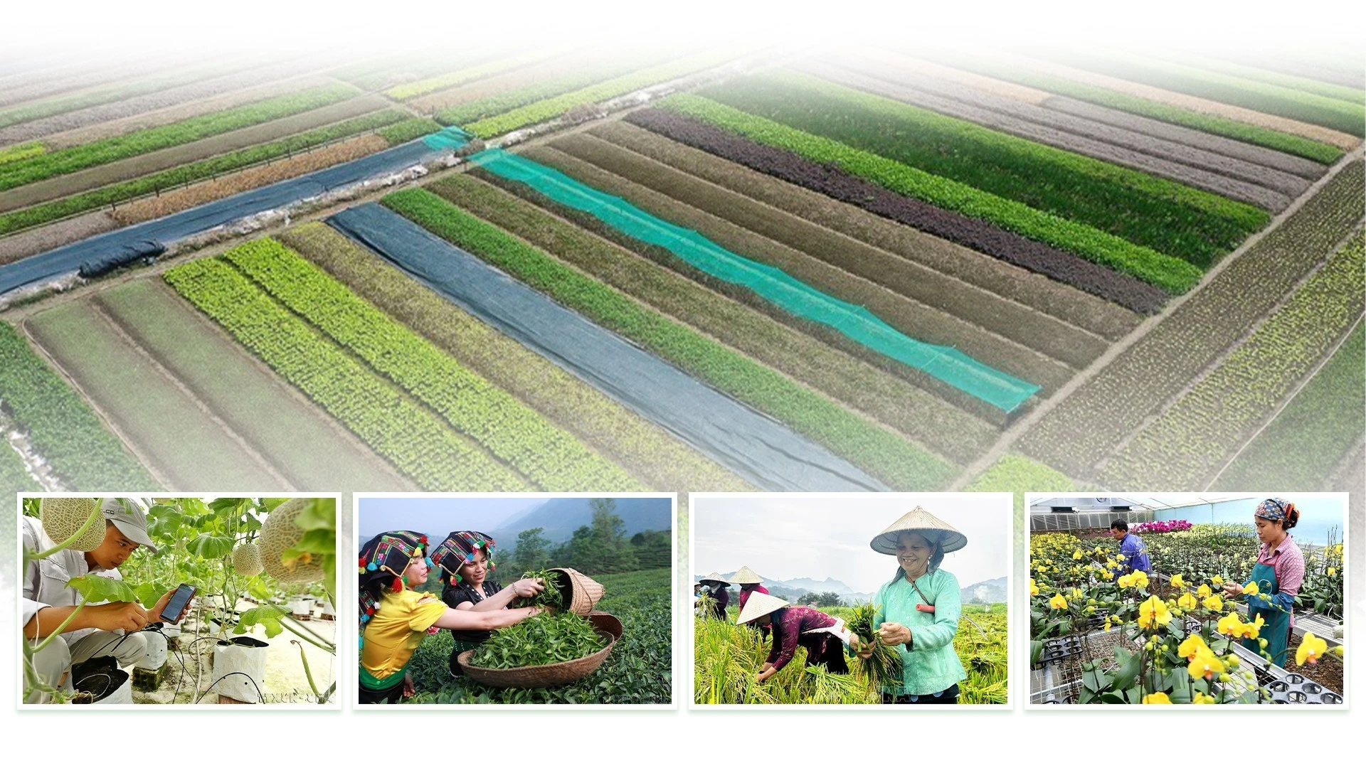 Giai cấp nông dân Việt Nam có những đóng góp to lớn, ngày càng khẳng định vai trò là chủ thể, là trung tâm trong phát triển nông nghiệp, kinh tế nông thôn, xây dựng nông thôn mới.