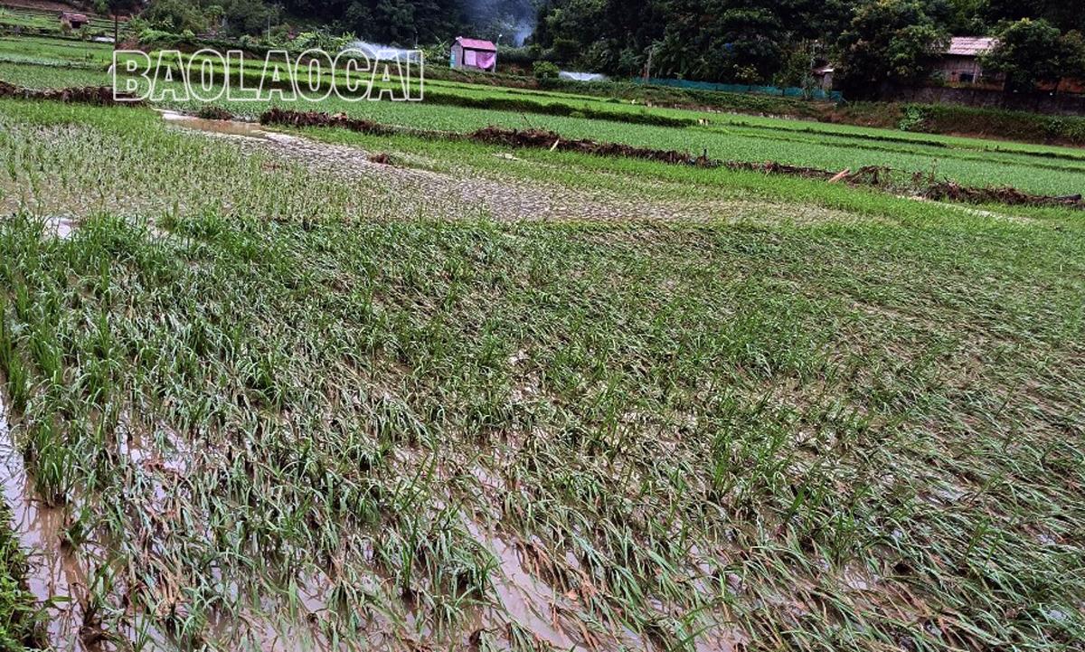 Hơn 10 ha lúa của xã Kim Sơn, huyện Bảo Yên bị vùi lấp, ngập úng. B4.jpg