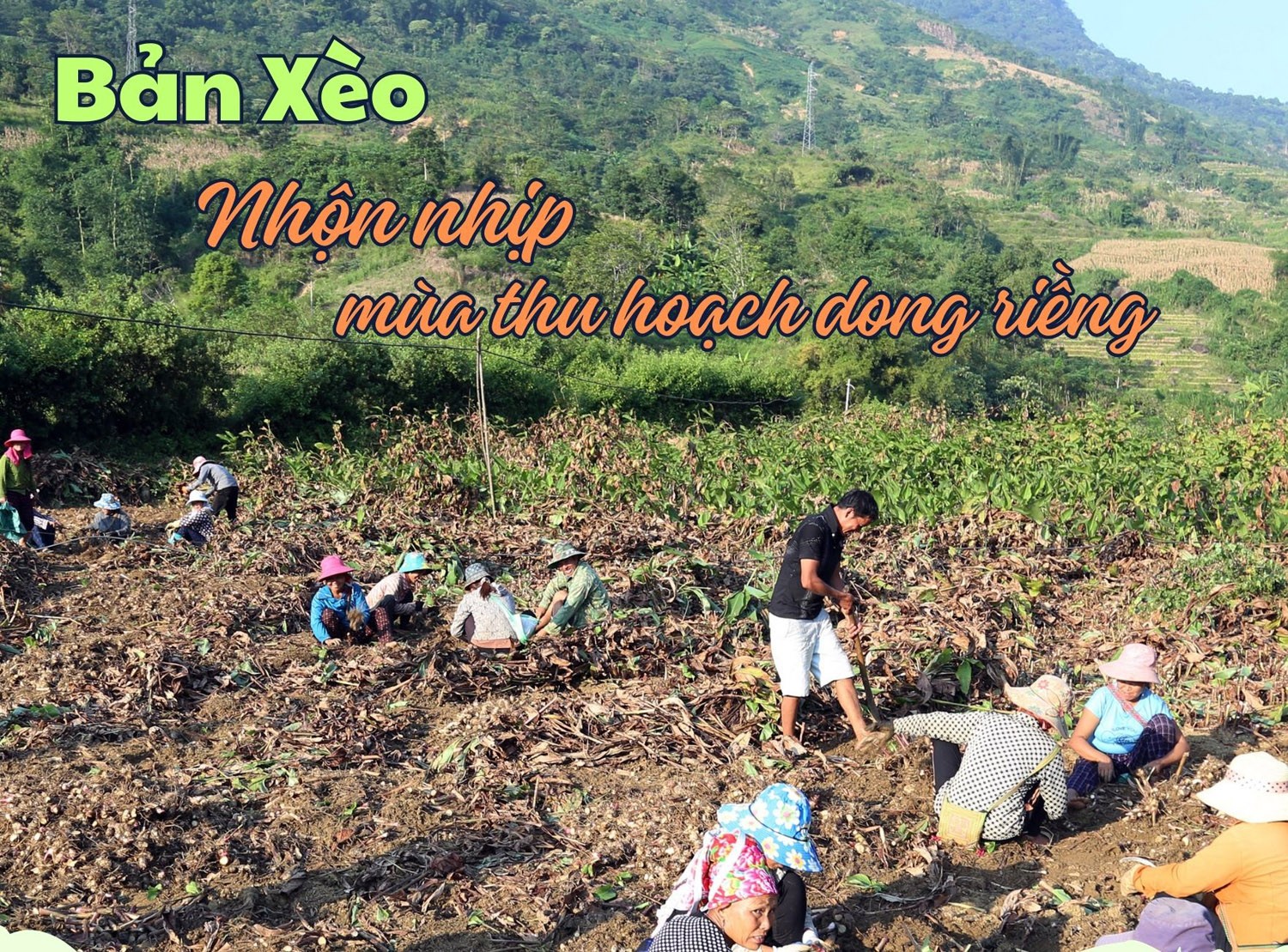 [Ảnh] Bản Xèo nhộn nhịp mùa thu hoạch dong riềng 