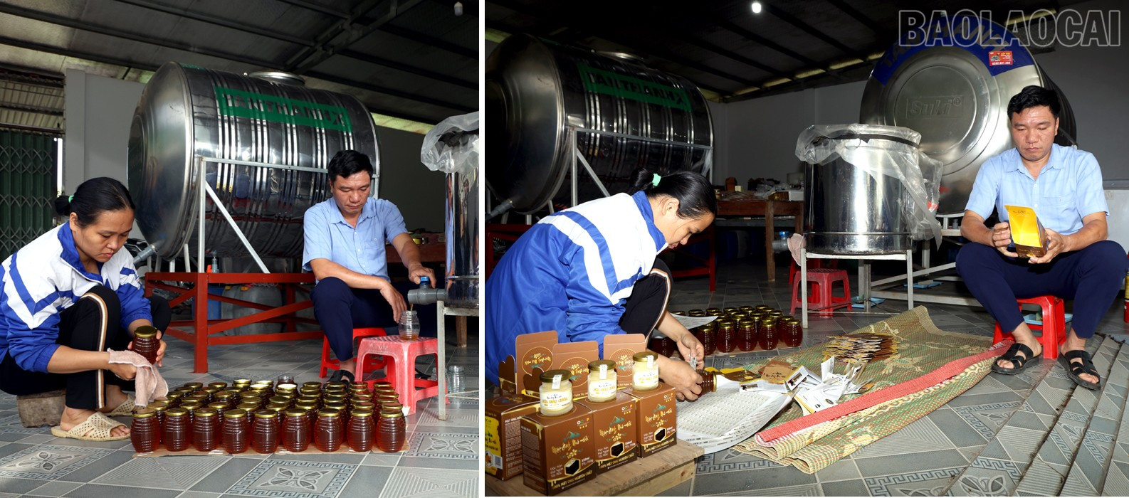 baolaocai-tr_nd5.jpg