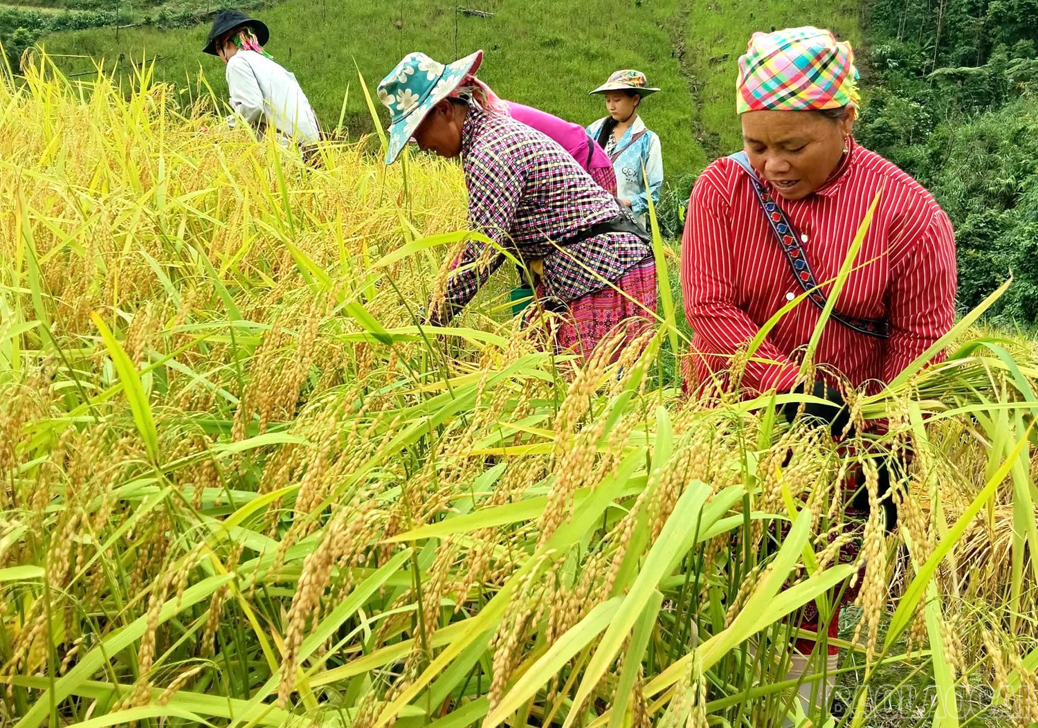 Hầu hết diện tích lúa được sử dụng giống mới, có chất lượng, năng suất cao, góp phần đưa tổng sản lượng lương thực có hạt năm 2025 đạt 3.901 tấn. baolaocai-br_ncl3.jpg