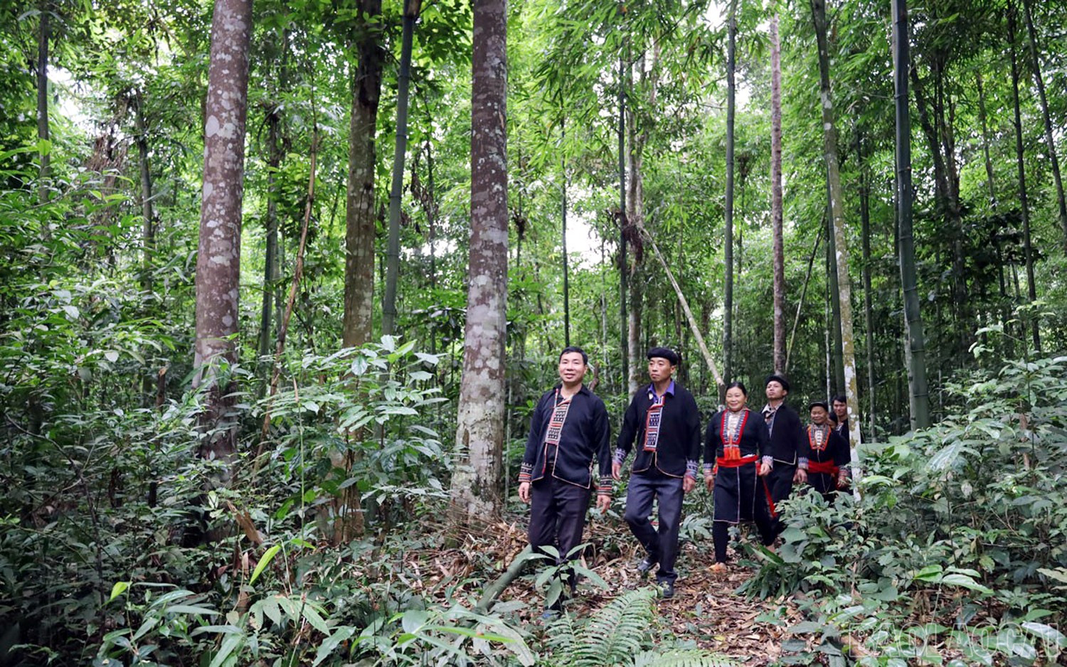 Cốc Lầu hiện có 3.765 ha rừng, tỷ lệ tán che phủ rừng 67,11%. baolaocai-br_ncl4.jpg