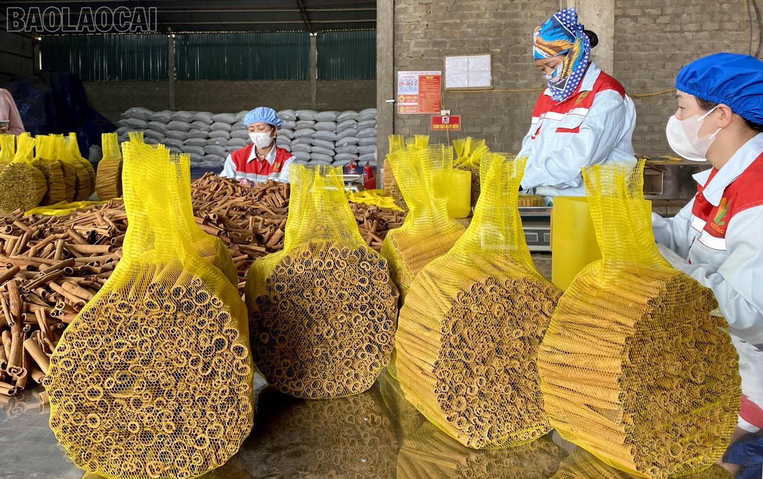 baolaocai-tl_q8cc.jpg