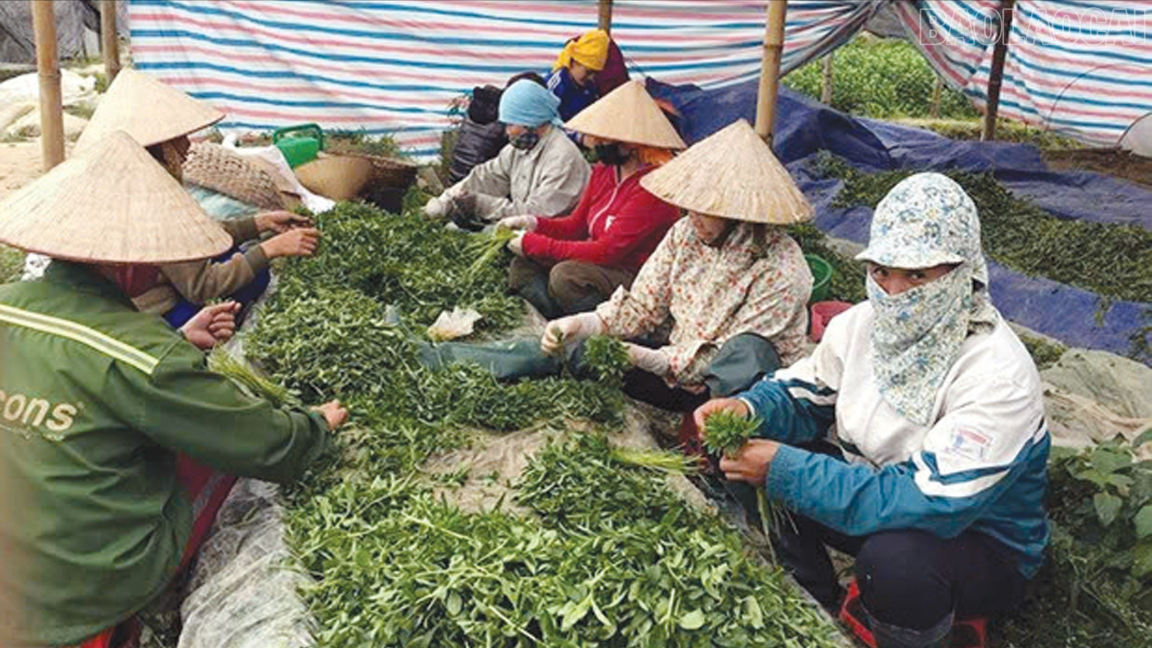 Trà cỏ ngọt Stevia Tây Bắc - sản phẩm 3 sao. baolaocai-tr_6-3642-7544.jpg