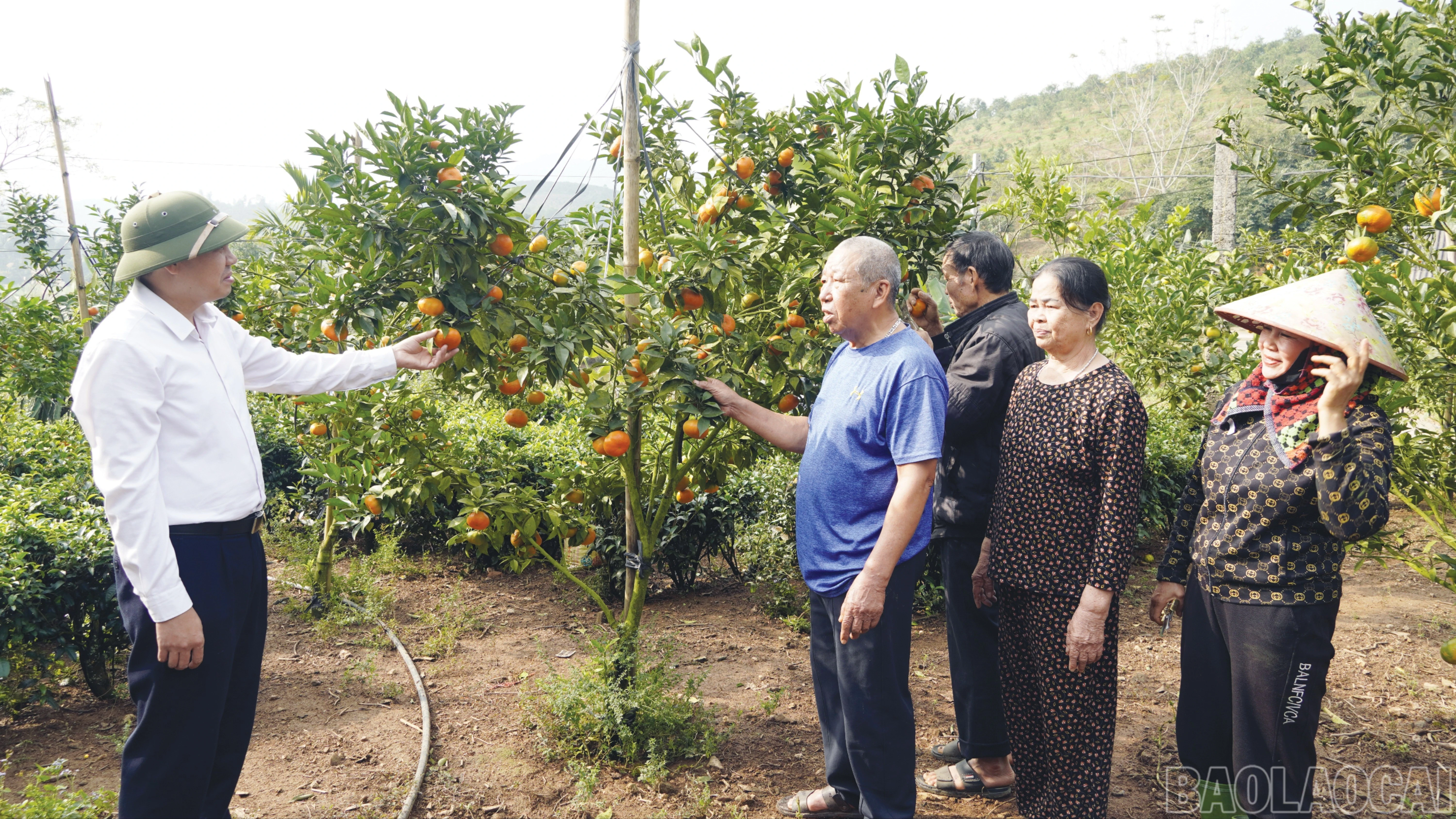 baolaocai-br_8-839.jpg