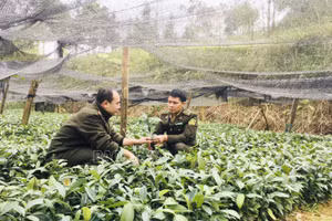 Si Ma Cai tích cực trồng rừng