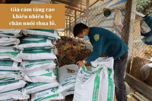 Giải pháp của người chăn nuôi khi giá thức ăn tăng cao