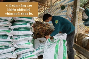 Giải pháp của người chăn nuôi khi giá thức ăn tăng cao