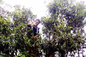 Ngược vùng chè Shan tuyết cổ thụ