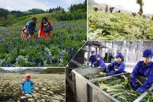 Chuyển từ “trồng dược liệu” sang “kinh tế dược liệu”