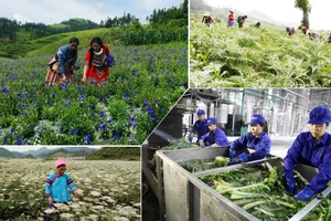Chuyển từ “trồng dược liệu” sang “kinh tế dược liệu”
