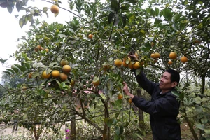 Bảo Yên phát triển nông nghiệp và nông thôn bền vững