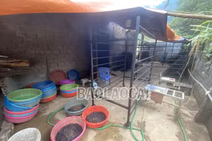 Buộc một cơ sở thu mua, sơ chế giun đất tại xã Phong Niên (Bảo Thắng) dừng hoạt động