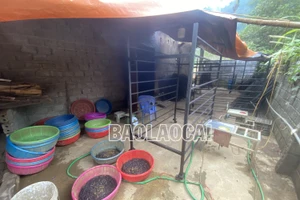Buộc một cơ sở thu mua, sơ chế giun đất tại xã Phong Niên (Bảo Thắng) dừng hoạt động