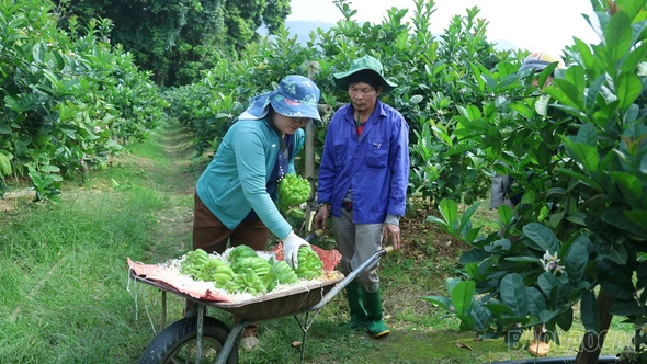 [Ảnh] Nhộn nhịp thu hoạch phật thủ ngày cận Tết ở Bảo Hà