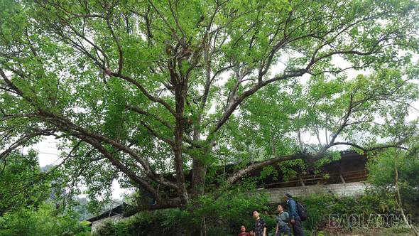 Giữ gìn cây lê xanh cổ thụ ở vùng cao Bắc Hà