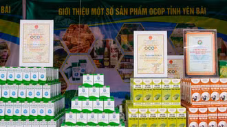 The Dai Phu An plant-based essential oil products from Van Yen District are currently being submitted for evaluation as 5-star OCOP items in the near future.