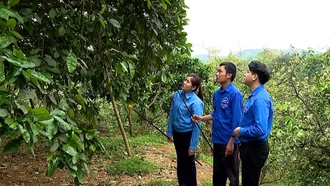 Thanh niên Yên Bình làm giàu trên đất quê mình