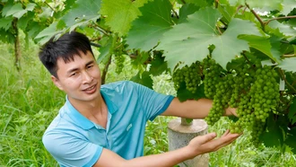 Ngọt ngào nho sữa giữa đảo hồ Thác Bà