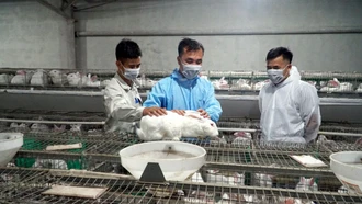 Sức sống mới dưới chân đèo Lũng Lô