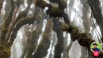 Video giới thiệu về rừng rêu xã Tà Xùa, huyện Trạm Tấu của anh Hà Văn Thịnh - Chủ kênh TikTok Anh dân tộc ở xã Đồng Khê, huyện Văn Chấn đã thu hút hàng trăm nghìn lượt tương tác.