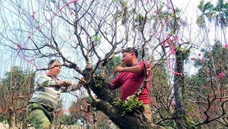 Làng đào Yên Bái rộn ràng vào Tết