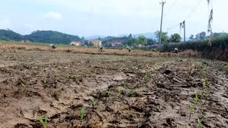 Nông dân xã Việt Thành, huyện Trấn Yên trồng ngô trên diện tích đất bị ảnh hưởng do bão số 3 để bù đắp những thiệt hại về nông nghiệp sau bão