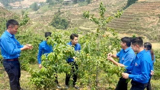 Lãnh đạo Tỉnh đoàn Yên Bái thăm mô hình “Vườn đào hữu cơ” sử dụng chế phẩm EMIC giúp bảo vệ môi trường ở xã Púng Luông, huyện Mù Cang Chải.