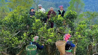 Vùng chè Shan tuyết Phình Hồ đã được đánh thức với những bước đi chuyên nghiệp của đảng viên trẻ Đỗ Tuấn Lương.