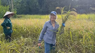 Tourists experience rice harvesting with local residents in Vu Linh Commune, Yen Binh District.