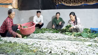 Ông Cháng A Sai, Chủ tịch Ủy ban MTTQ xã Hồng Ca, huyện Trấn Yên thăm mô hình nuôi tằm của hộ nghèo trên địa bàn.