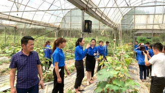 Mô hình trồng nho đen không hạt tr&#111;ng nhà lưới của anh Lục Vân Anh ở thị trấn Yên Thế, huyện Lục Yên.