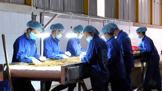 Yên Bái phấn đấu thành lập mới trên 80 hợp tác xã, 300 tổ hợp tác trong năm 2025