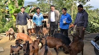 Mô hình nuôi dê núi của anh Sùng A Lâu, thôn Cang Dông và 2 thành viên tr&#111;ng tổ hợp tác nuôi dê cho hiệu quả kinh tế cao.