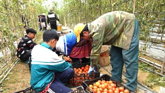 Mô hình trồng cà chua mang lại hiệu quả tại xã Nậm Khắt, huyện Mù Cang Chải.
