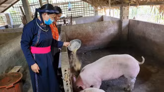 Mô hình chăn nuôi lợn góp phần giảm nghèo của gia đình chị Nguyễn Thị Thúy, bản Chao, xã Việt Hồng.