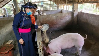 Mô hình chăn nuôi lợn góp phần giảm nghèo của gia đình chị Nguyễn Thị Thúy, bản Chao, xã Việt Hồng.