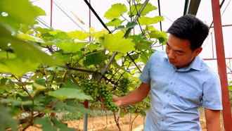 Giấc mơ nông nghiệp bền vững giữa lòng hồ Thác Bà