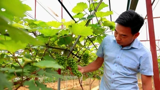 Giấc mơ nông nghiệp bền vững giữa lòng hồ Thác Bà